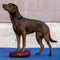 Honden Balans Training