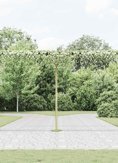 Pergola 205X40X203 Cm Hout