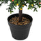 Kunstplanten